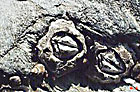 photo de chthamale déprimé, Chthamalus depressus